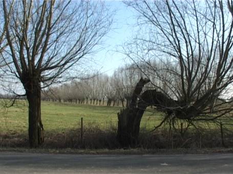 Am Niederrhein : Kopfweiden